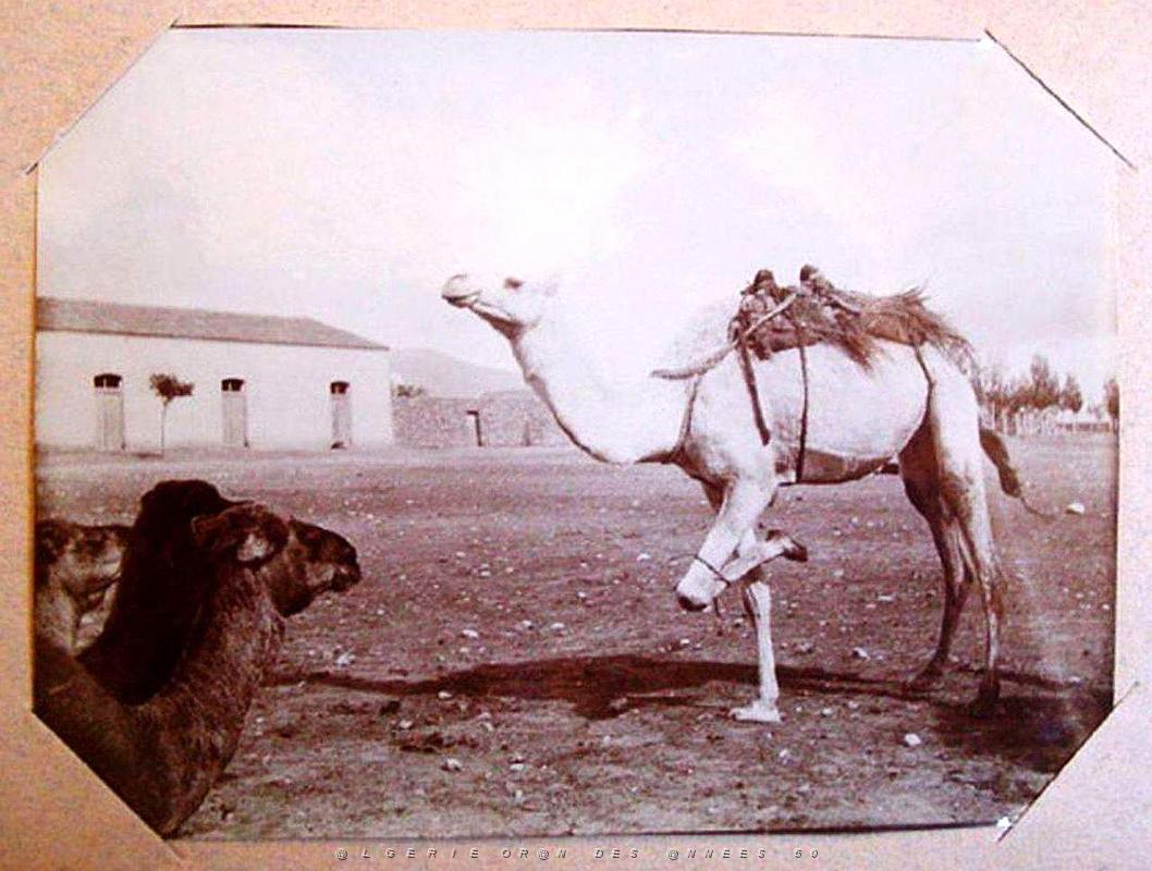 ALGERIE LES ANNEES 1900 (21).jpg